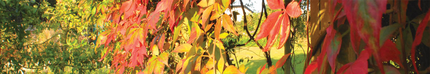 A view of the house from the garden