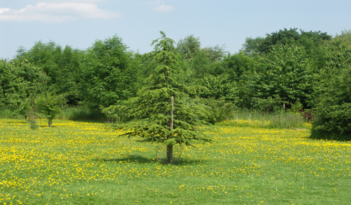 A young Cedar Tree