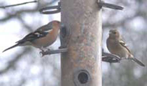 Chaffinch