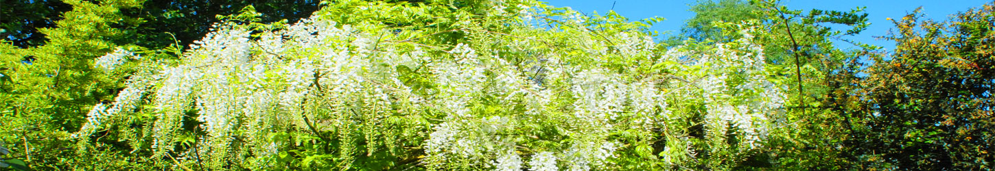 Steps leading to the vegetable garden and paddock