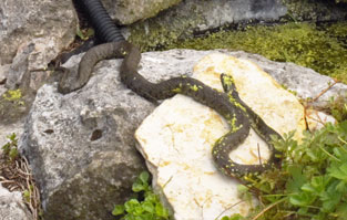 Grass snake