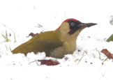 Green Woodpecker