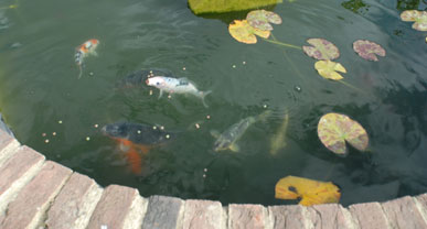 Fish in the pond