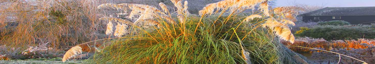 Daisies in the garden