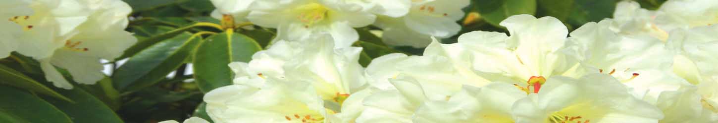 Rhodedendrons