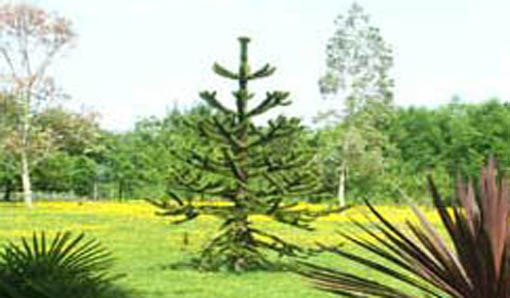 Monkeypuzzle tree