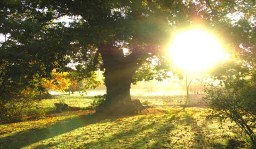 Oak tree in the morning sunlight
