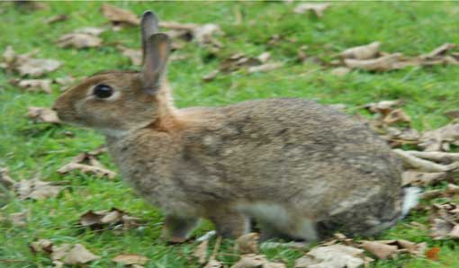 Wild rabbit