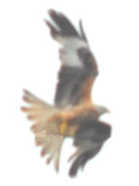 Red Kite