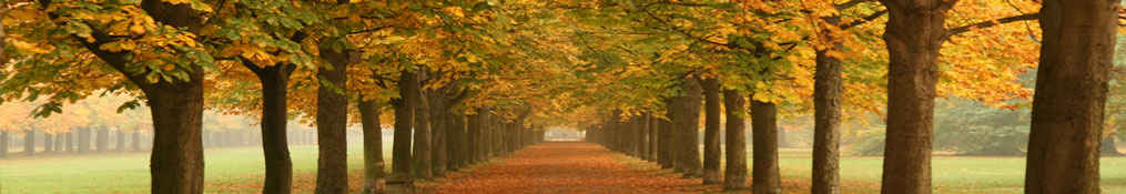 Avenue of trees