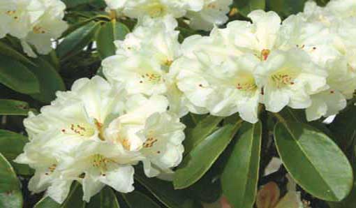 Rhodedendron flowers