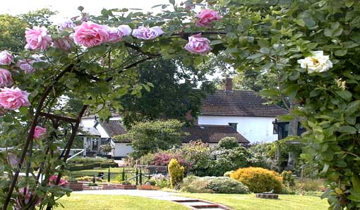 A view under the rosearch