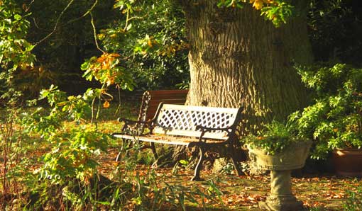 a seat under the oaktree