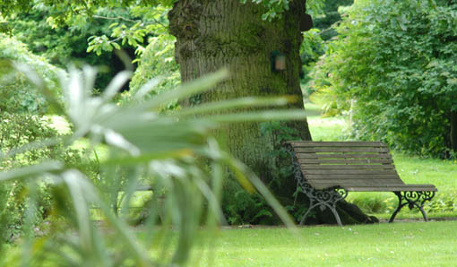 a seat under the oaktree