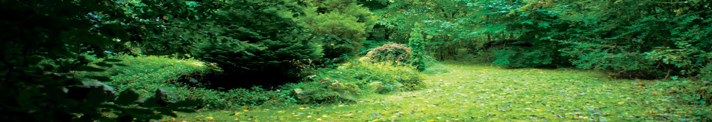 a glad within the wood