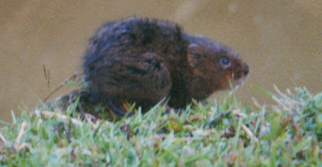 Water Vole