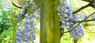 Wisteria